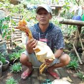 Độ